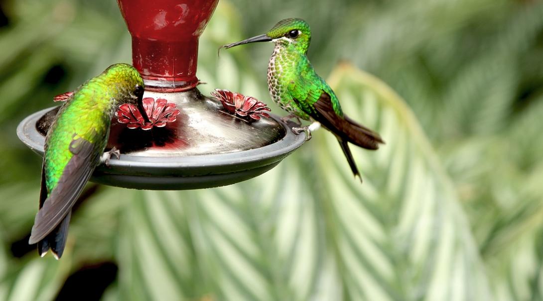 A pair of humming birds at Barra Honda National Park where Projects Abroad Conservation volunteers work in Costa Rica. Two humming birds drinking nectar at Projects Abroad's Conservation volunteer placement in Costa Rica.